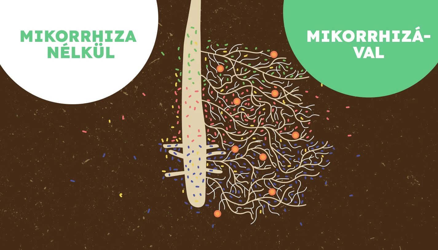 A mikorhizza gomba hatása