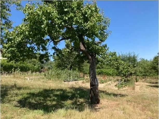 Trichodermás kezelés után