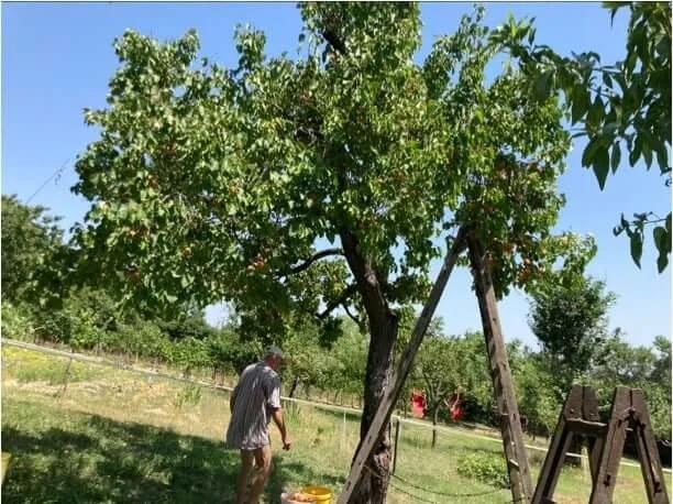 Fa másfél évvel a trichodermás kezelés után