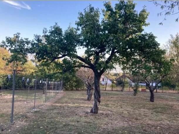 Fa 2 évvel a Trichodermás kezelés után